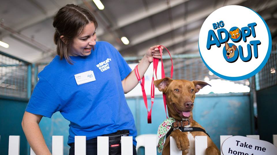 Adopt an Adorable New Friend at the Big Adopt Out