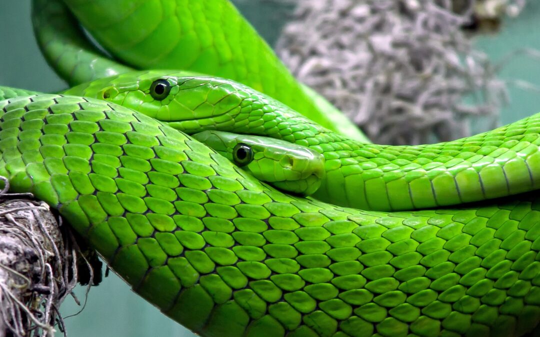 Brisbane Reptile Expo 2018 at the Brisbane Showgrounds